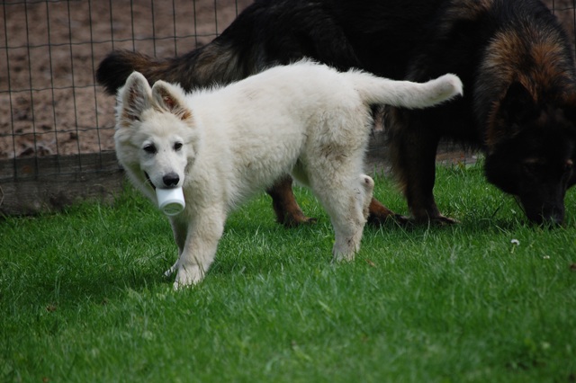 Fotos/Honden/Willow/DSC_5009.JPG