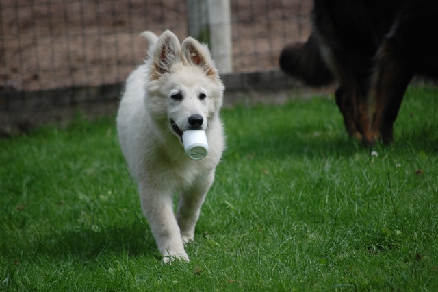 Fotos/Honden/Willow/DSC_5011.JPG