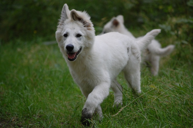 Fotos/Honden/Willow/DSC_5750.JPG