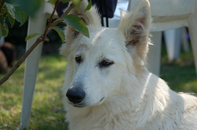 Fotos/Honden/Willow/DSC_6176.JPG