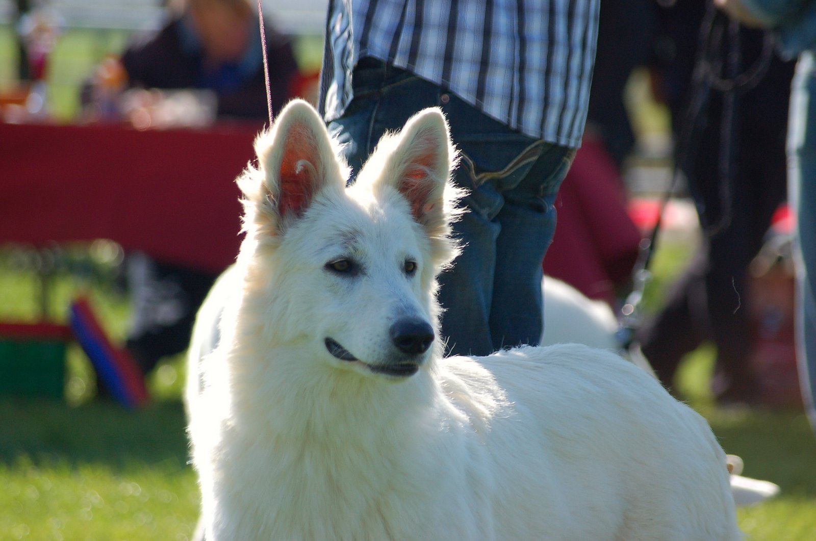 Fotos/Honden/Willow/DSC_6395.JPG