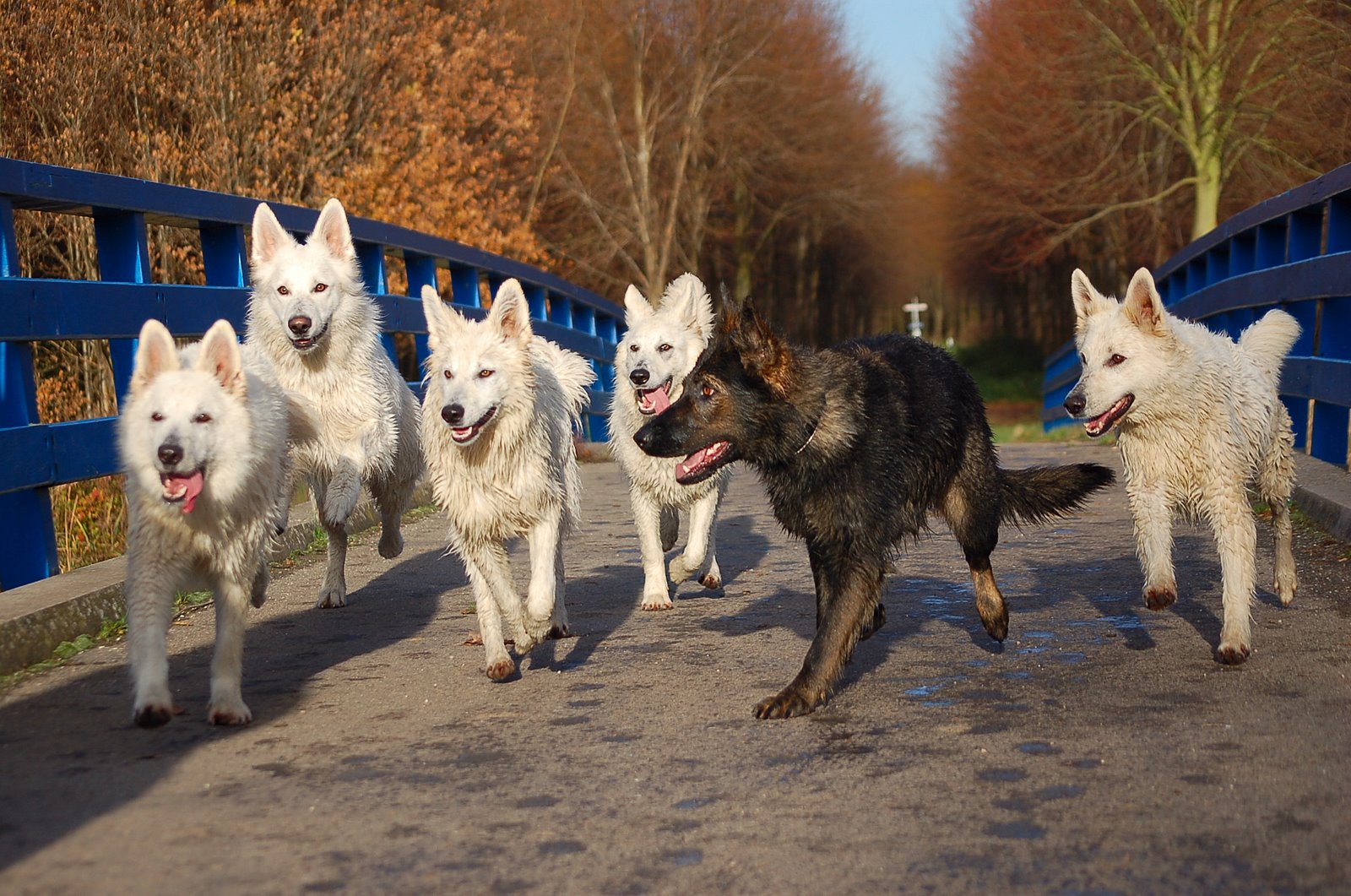 Fotos/Honden/Willow/Indy, Roef, Fennah, Willow, Taylor en Noah!.JPG