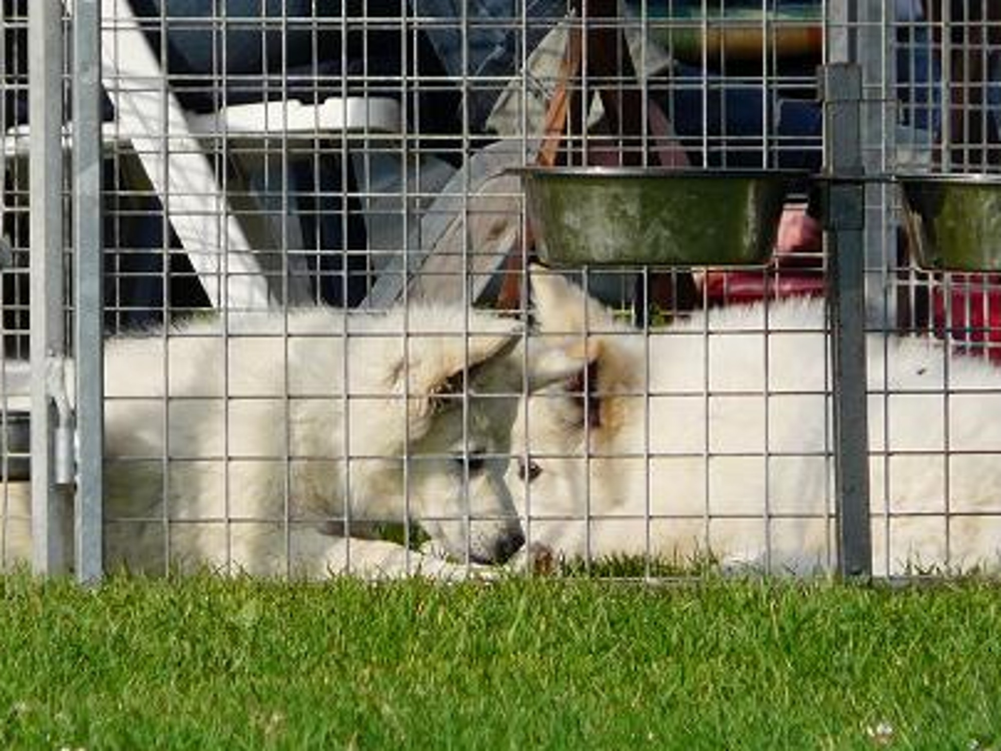 Fotos/Honden/Willow/P1000141.JPG