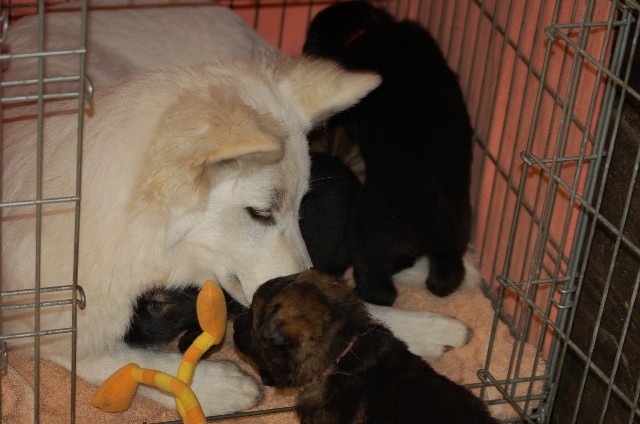 Fotos/Honden/Willow/gezellig.jpg