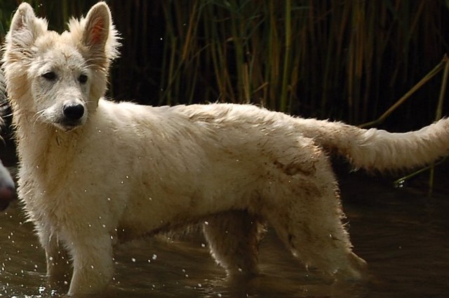 Fotos/Honden/Willow/nat.jpg