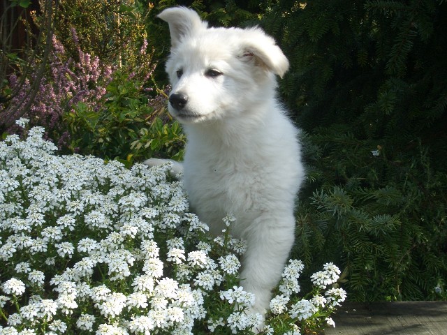 Fotos/Honden/Willow/pup.jpg