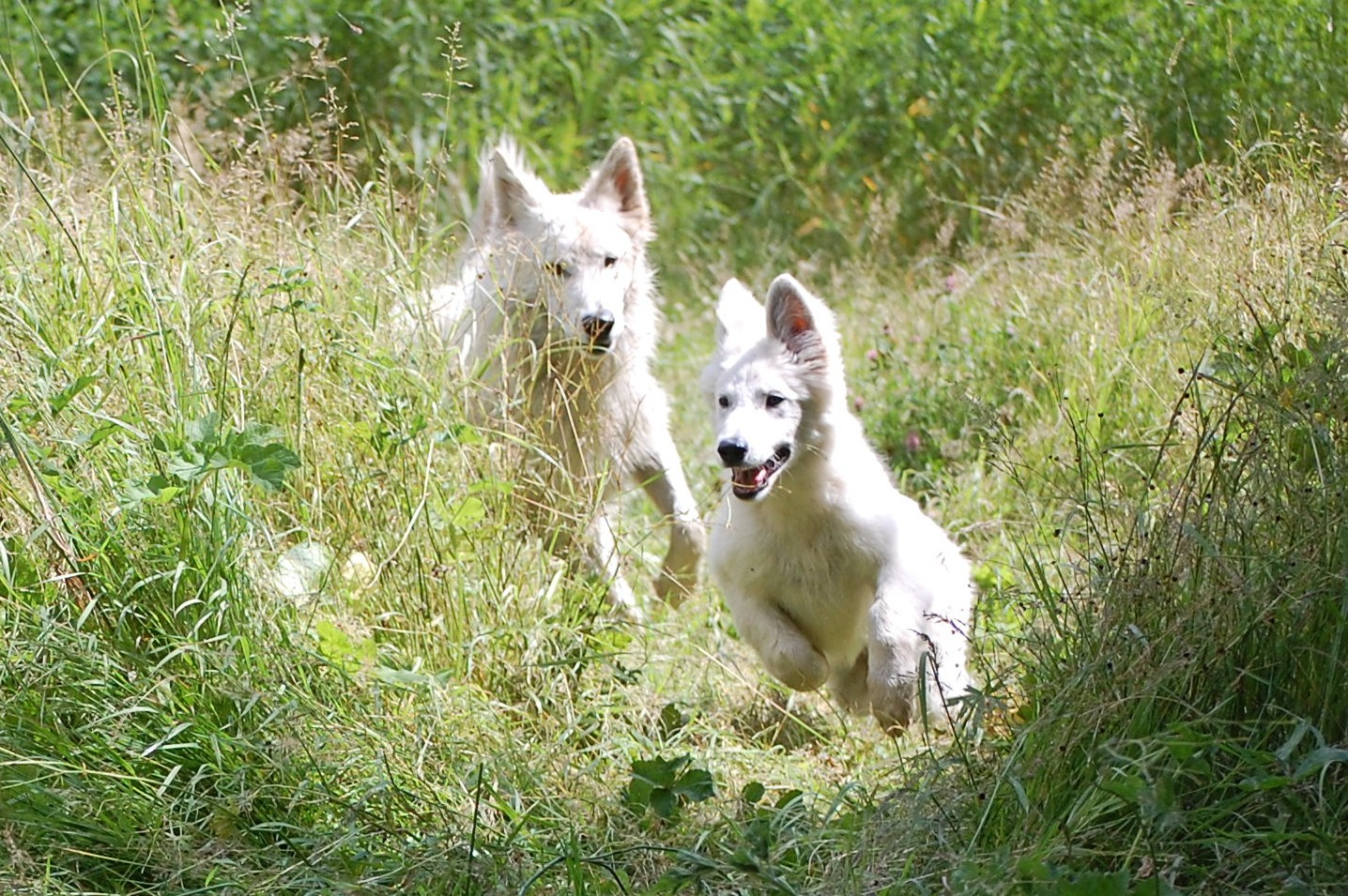 Fotos/Honden/Willow/rondjes.jpg