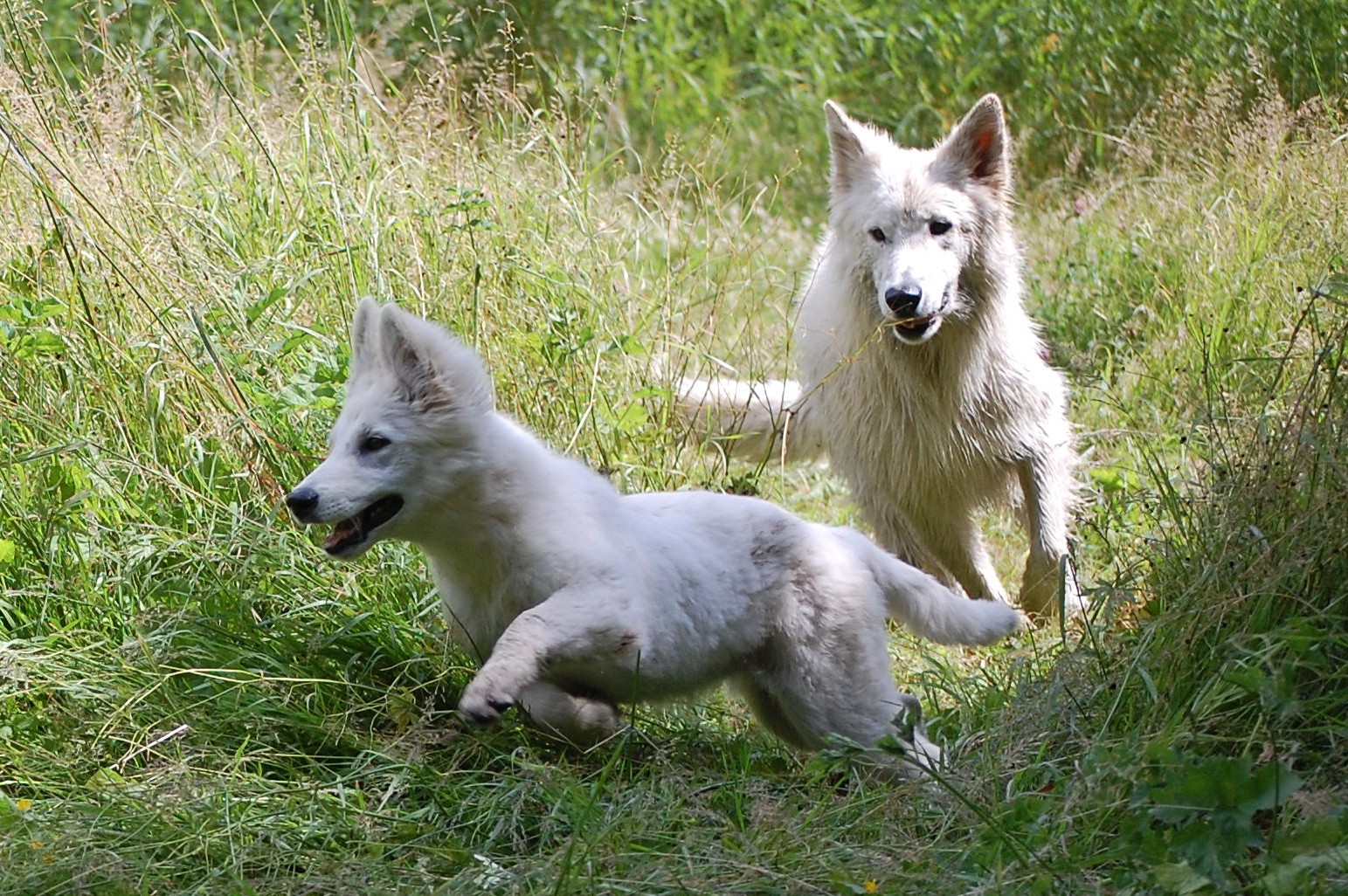 Fotos/Honden/Willow/rondjes1.jpg