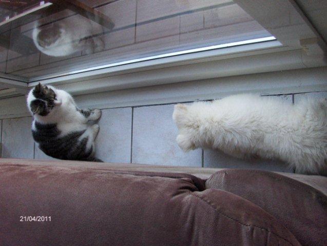 Fotos/2011vervolgKnest/Bruce/HPIM3781 (640x482) (640x482).jpg