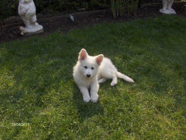 Fotos/2011vervolgKnest/Bruce/HPIM3800 (640x482) (640x482).jpg