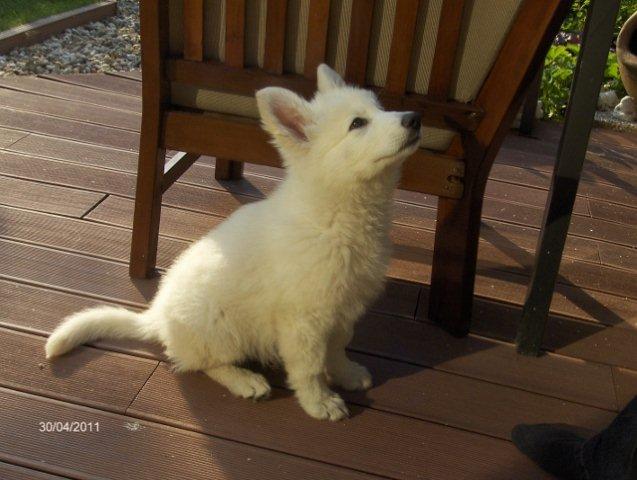 Fotos/2011vervolgKnest/Bruce/HPIM3829 (640x482) (640x482).jpg