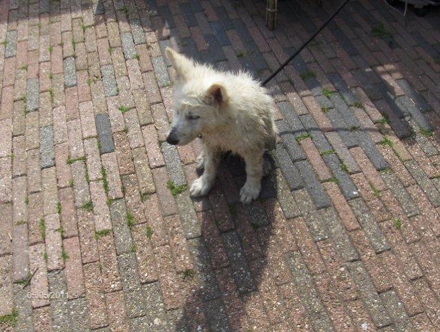 Fotos/2011vervolgKnest/Bruce/HPIM3837 (640x482) (640x482).jpg
