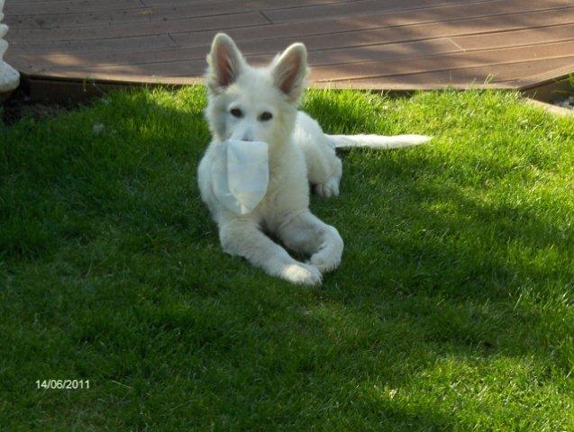 Fotos/2011vervolgKnest/Bruce/juni2011/HPIM3934 (640x482) (640x482).jpg