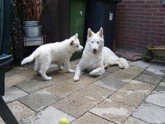 Fotos/2011vervolgKnest/Ingo/klieren.JPG