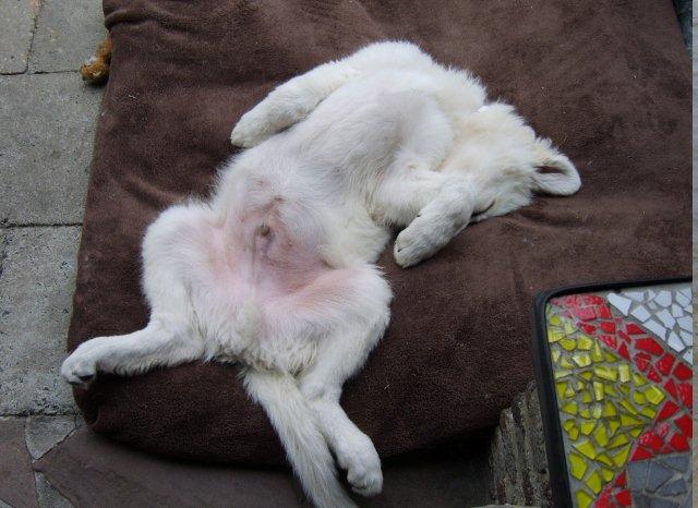 Fotos/2011vervolgKnest/Ingo/juni/zo slaap ik weleens.jpg