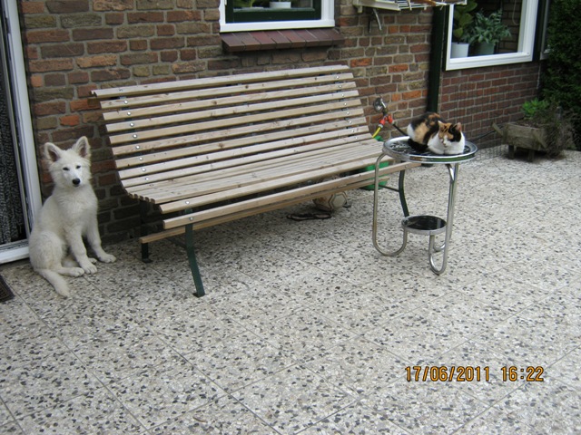 Fotos/2011vervolgKnest/Noa/puppy 088.JPG