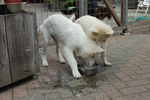 Fotos/2011vervolgKnest/Prince/DSC_0324.JPG
