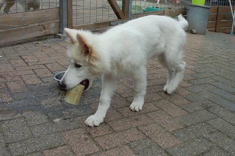 Fotos/2011vervolgKnest/Prince/DSC_0337.JPG