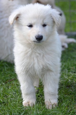 Fotos/2011KnestFennah/week7/DSC_8426.JPG