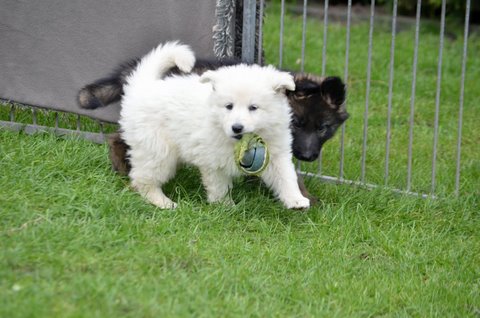 Fotos/2011KnestFennah/week7/DSC_8472.JPG