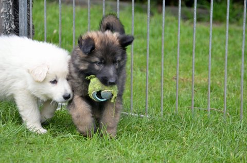 Fotos/2011KnestFennah/week7/DSC_8474.JPG