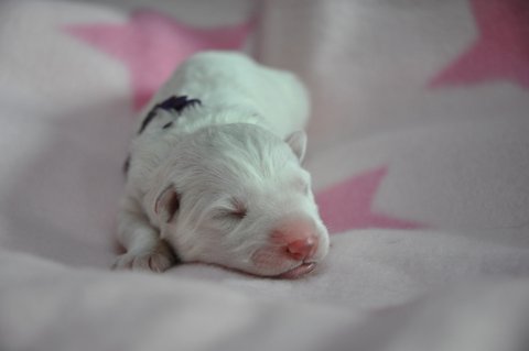 Fotos/2012 M-Nest Fennah/Geboorte/portret/DSC_0007.JPG