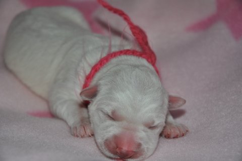 Fotos/2012 M-Nest Fennah/Geboorte/portret/DSC_0031.JPG