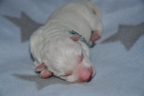 Fotos/2012 M-Nest Fennah/Geboorte/portret/DSC_0039.JPG
