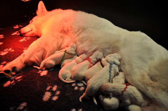 Fotos/2012 M-Nest Fennah/Geboorte/DSC_0215.JPG