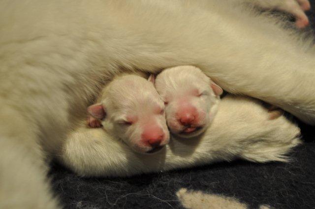 Fotos/2012 M-Nest Fennah/Geboorte/DSC_0216.jpg