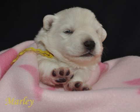 Fotos/2012 M-Nest Fennah/Week2/DSC_0204.JPG