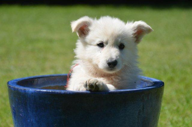 Fotos/2012 M-Nest Fennah/Week7/Rood Mees.jpg
