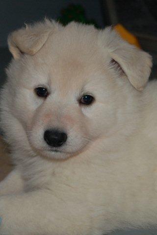 Fotos/nestnov2009I/week5/Bink.jpg