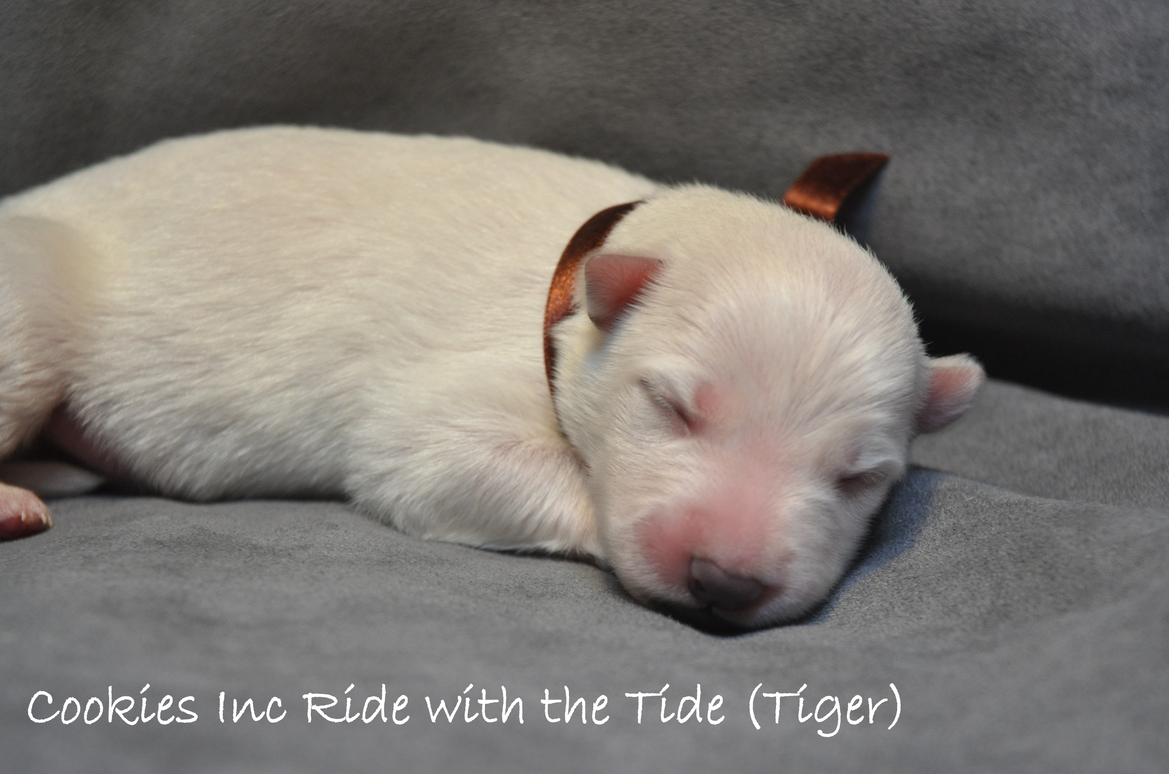 Fotos/COOKIESINC/kaitlin2013/geboorte/Tiger.jpg
