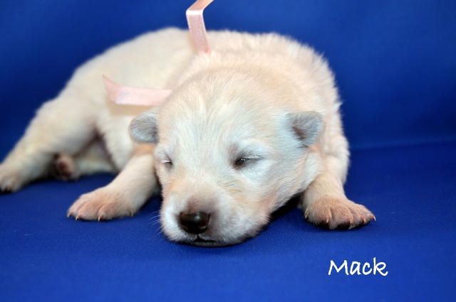 Fotos/COOKIESINC/kaitlin2013/week2/Mack (640x425).jpg