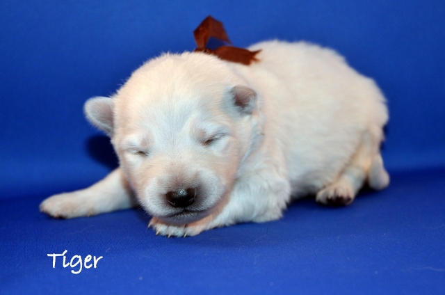 Fotos/COOKIESINC/kaitlin2013/week2/Tiger (640x424).jpg