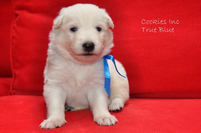 Fotos/COOKIESINC/kaitlin2013/week3/dblauw (640x425).jpg