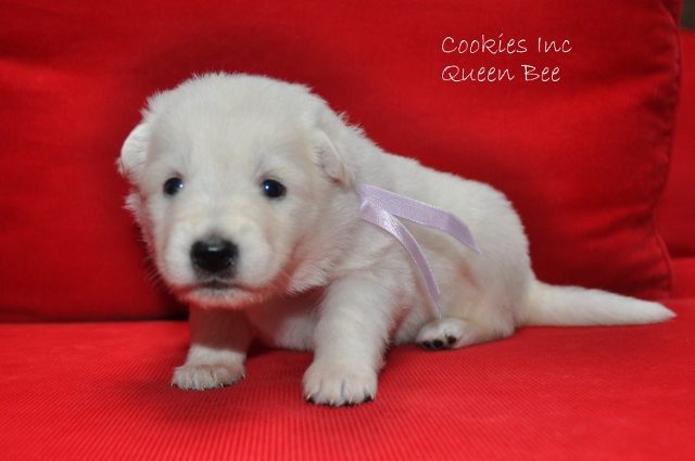 Fotos/COOKIESINC/kaitlin2013/week3/lila (640x425).jpg