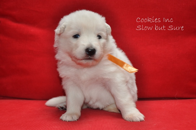 Fotos/COOKIESINC/kaitlin2013/week3/oranje (640x425).jpg