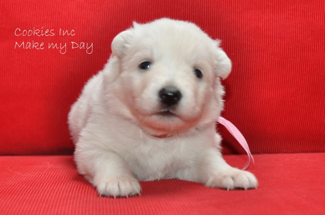 Fotos/COOKIESINC/kaitlin2013/week3/roze (640x424).jpg