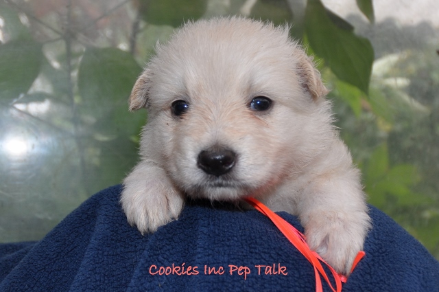 Fotos/COOKIESINC/kaitlin2013/week4/droze (640x425).jpg