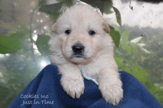 Fotos/COOKIESINC/kaitlin2013/week4/lblauw (640x425).jpg