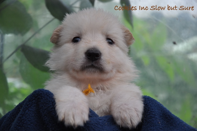 Fotos/COOKIESINC/kaitlin2013/week4/oranje (640x425).jpg