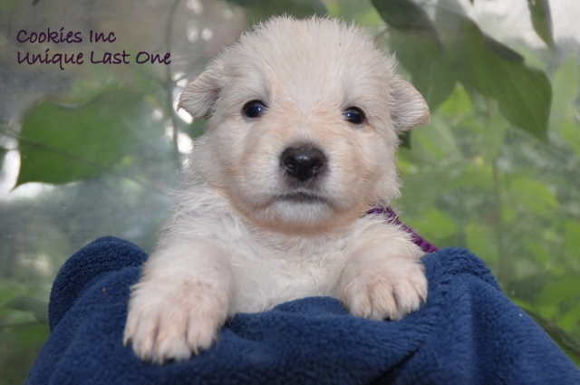 Fotos/COOKIESINC/kaitlin2013/week4/paars (640x425).jpg