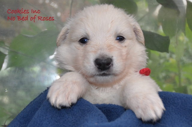 Fotos/COOKIESINC/kaitlin2013/week4/rood (640x425).jpg