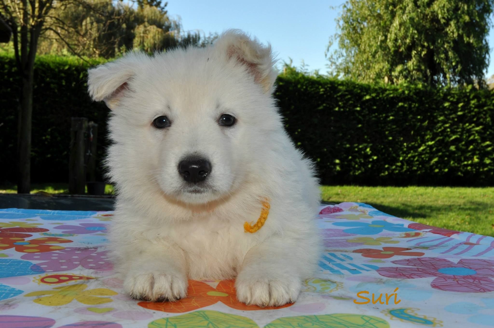 Fotos/COOKIESINC/kaitlin2013/week5/1399509_10200509853942746_2044687470_o.jpg