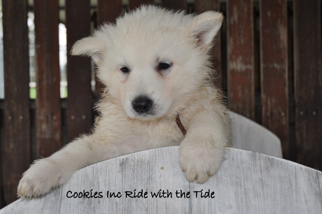 Fotos/COOKIESINC/kaitlin2013/week6/bruin (640x425).jpg