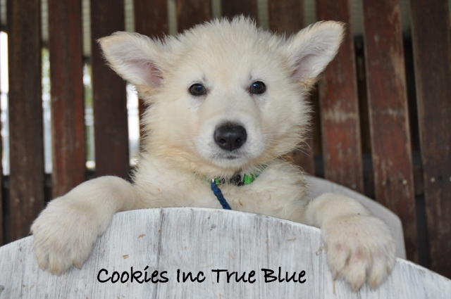 Fotos/COOKIESINC/kaitlin2013/week6/dblauw (640x425).jpg