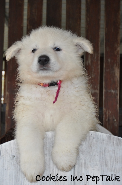 Fotos/COOKIESINC/kaitlin2013/week6/droze (423x640).jpg
