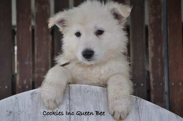 Fotos/COOKIESINC/kaitlin2013/week6/grijs (640x425).jpg